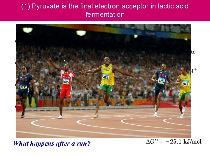 (1) Pyruvate is the final electron acceptor in lactic acid fermentation l Pyruvate reduced
