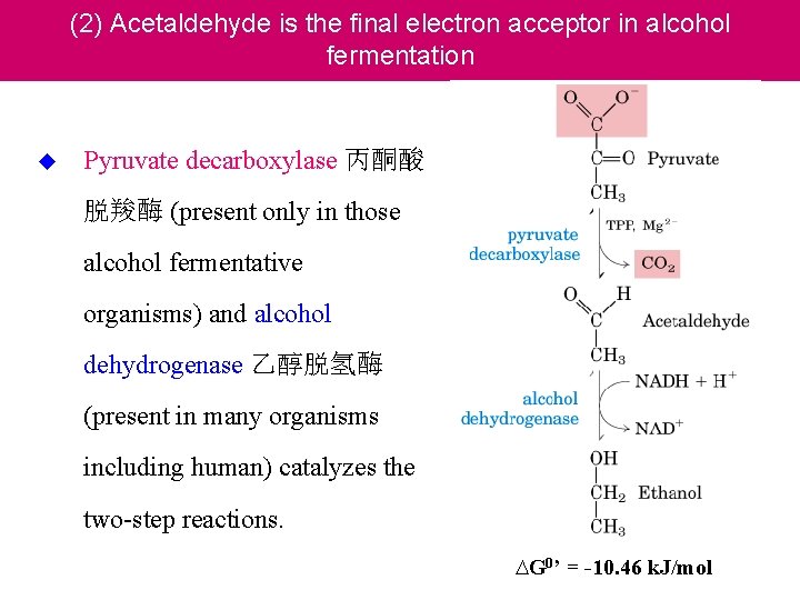 (2) Acetaldehyde is the final electron acceptor in alcohol fermentation u Pyruvate decarboxylase 丙酮酸