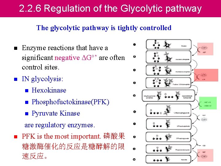2. 2. 6 Regulation of the Glycolytic pathway The glycolytic pathway is tightly controlled