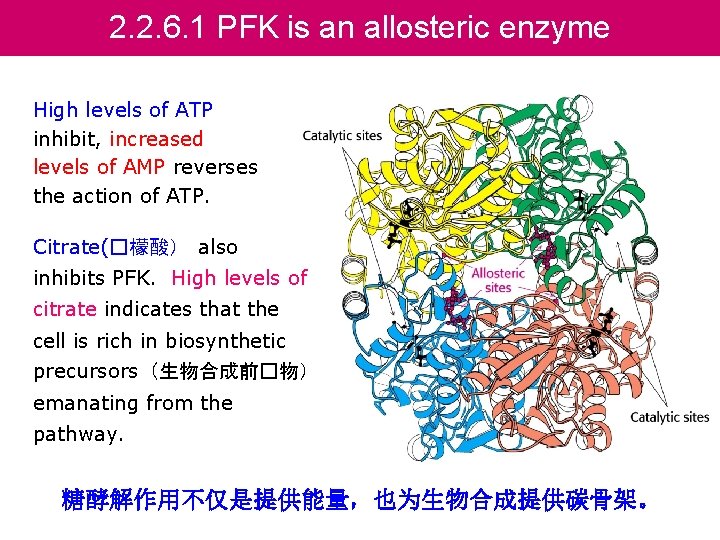 2. 2. 6. 1 PFK is an allosteric enzyme High levels of ATP inhibit,