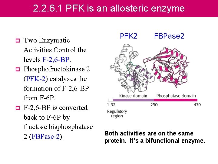 2. 2. 6. 1 PFK is an allosteric enzyme p p p Two Enzymatic