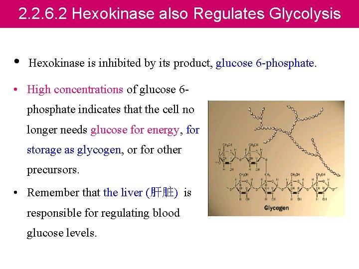 2. 2. 6. 2 Hexokinase also Regulates Glycolysis • Hexokinase is inhibited by its