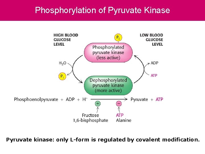 Phosphorylation of Pyruvate Kinase Pyruvate kinase: only L-form is regulated by covalent modification. 