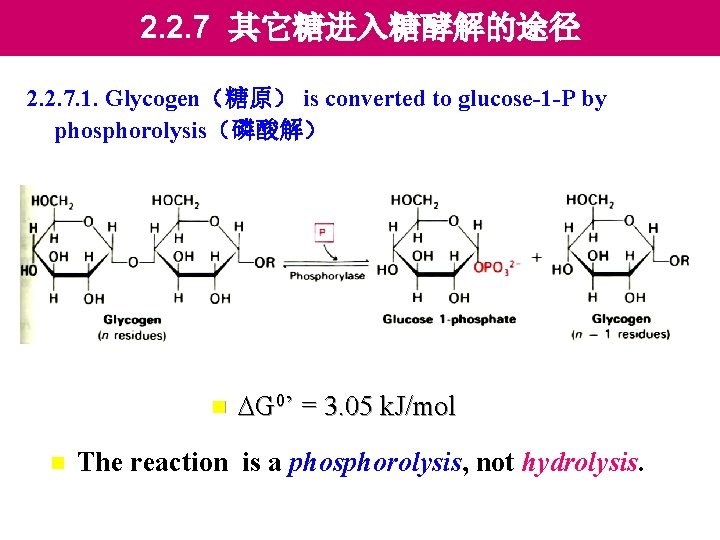 2. 2. 7 其它糖进入糖酵解的途径 2. 2. 7. 1. Glycogen（糖原） is converted to glucose-1 -P