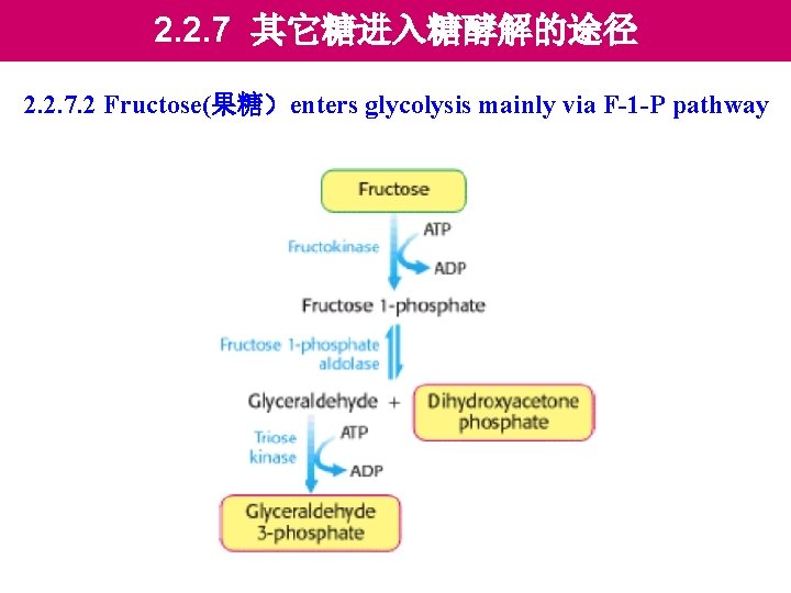 2. 2. 7 其它糖进入糖酵解的途径 2. 2. 7. 2 Fructose(果糖）enters glycolysis mainly via F-1 -P
