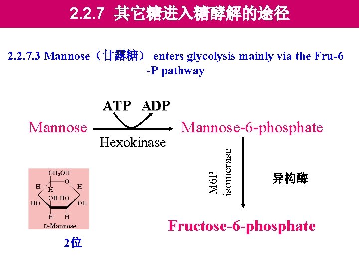 2. 2. 7 其它糖进入糖酵解的途径 2. 2. 7. 3 Mannose（甘露糖） enters glycolysis mainly via the