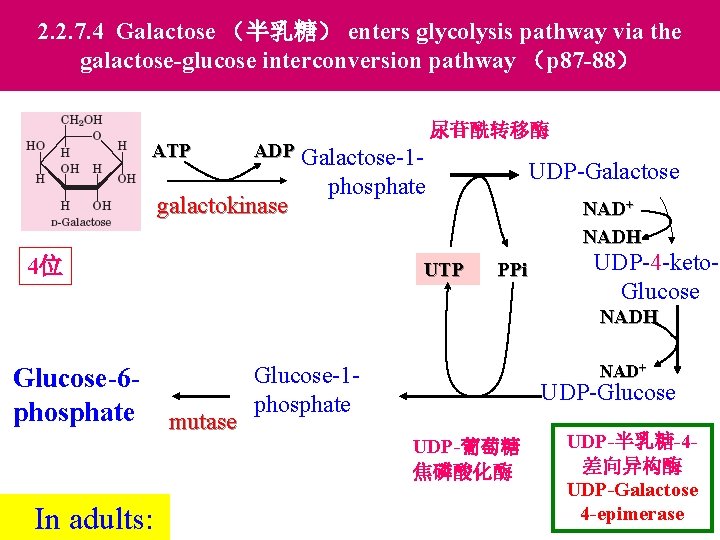 2. 2. 7. 4 Galactose （半乳糖） enters glycolysis pathway via the galactose-glucose interconversion pathway