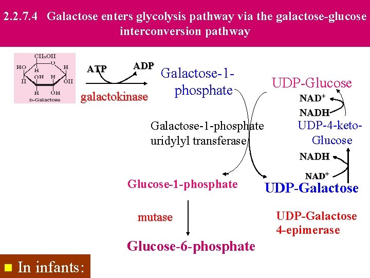2. 2. 7. 4 Galactose enters glycolysis pathway via the galactose-glucose interconversion pathway ATP