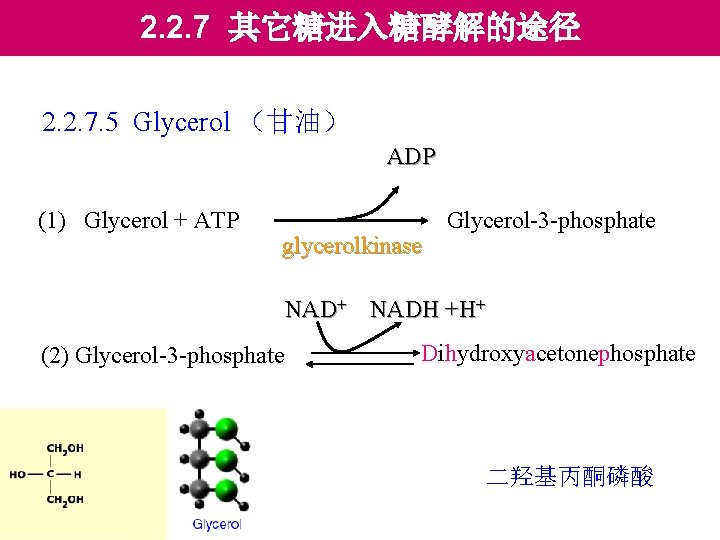 2. 2. 7 其它糖进入糖酵解的途径 2. 2. 7. 5 Glycerol （甘油） ADP (1) Glycerol +