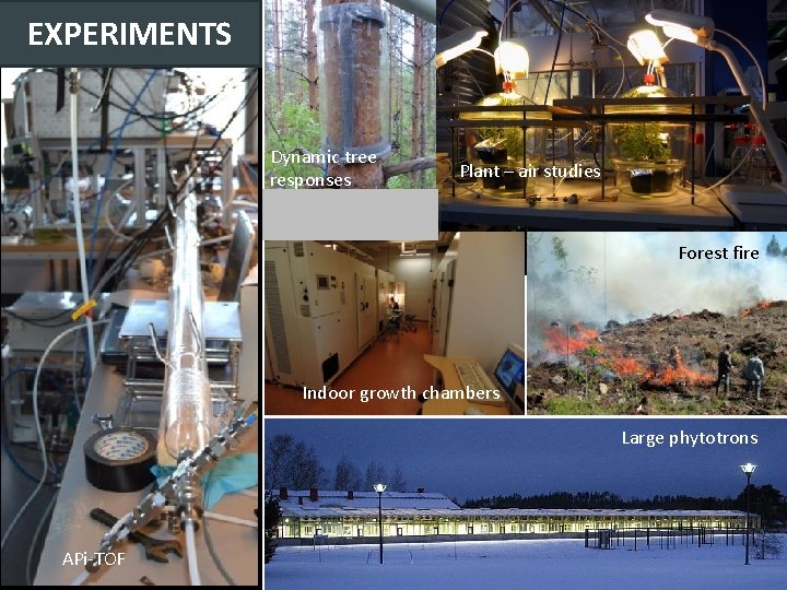 EXPERIMENTS Pollutant exposures Dynamic tree responses Plant – air studies Forest fire Soil organism