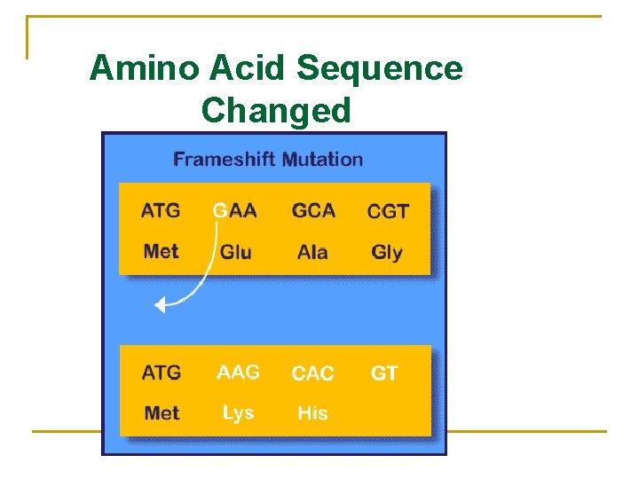 Amino Acid Sequence Changed 