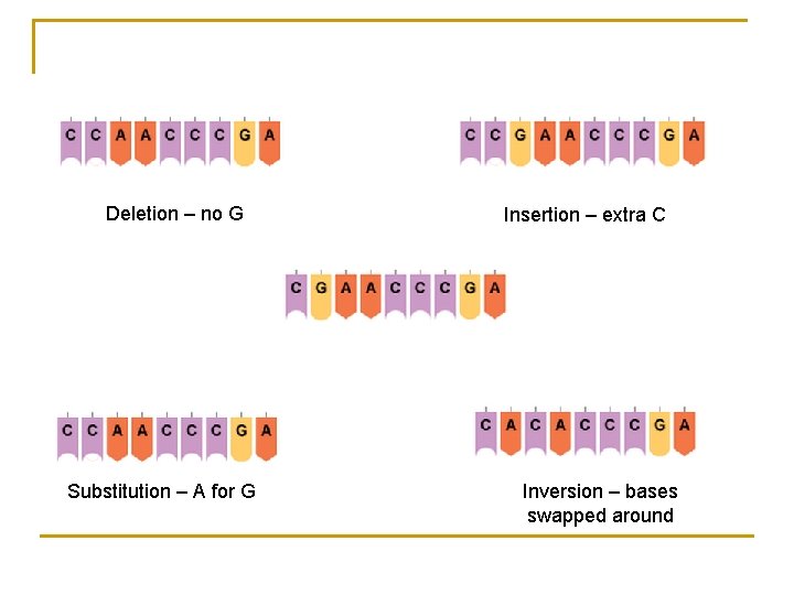 Deletion – no G Substitution – A for G Insertion – extra C Inversion