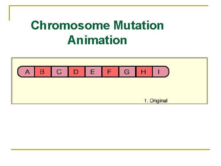 Chromosome Mutation Animation 