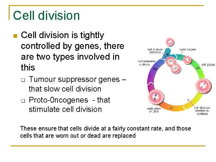 Cell division n Cell division is tightly controlled by genes, there are two types