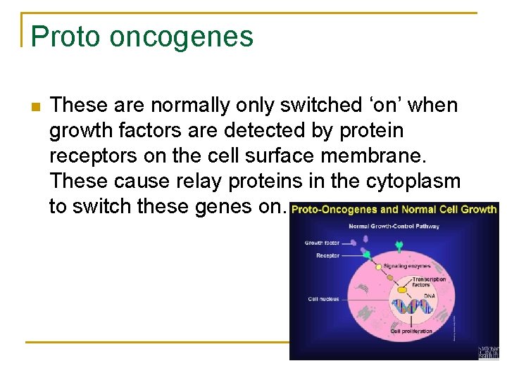 Proto oncogenes n These are normally only switched ‘on’ when growth factors are detected