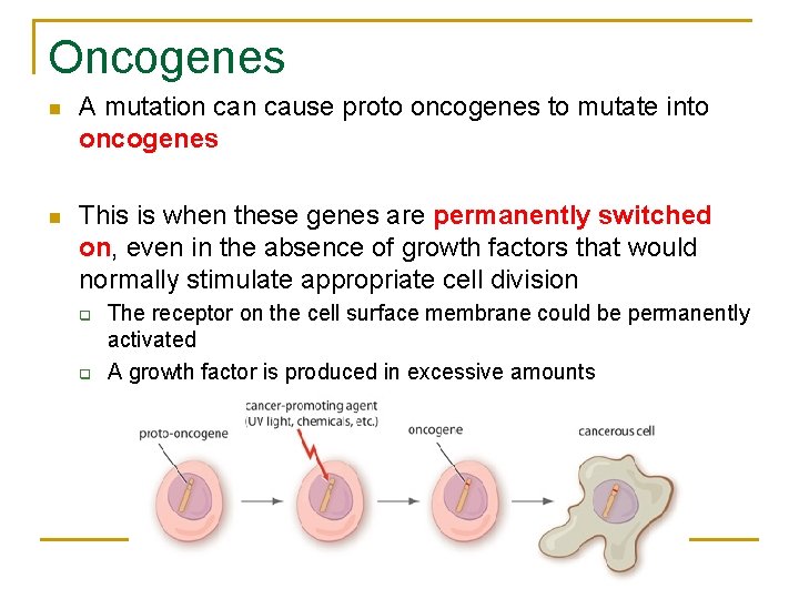 Oncogenes n A mutation cause proto oncogenes to mutate into oncogenes n This is