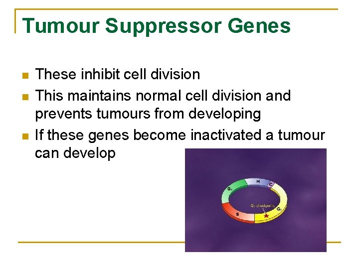 Tumour Suppressor Genes n n n These inhibit cell division This maintains normal cell