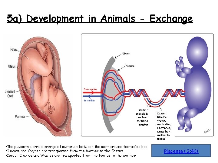 5 a) Development in Animals - Exchange Carbon Dioxide & urea from foetus to
