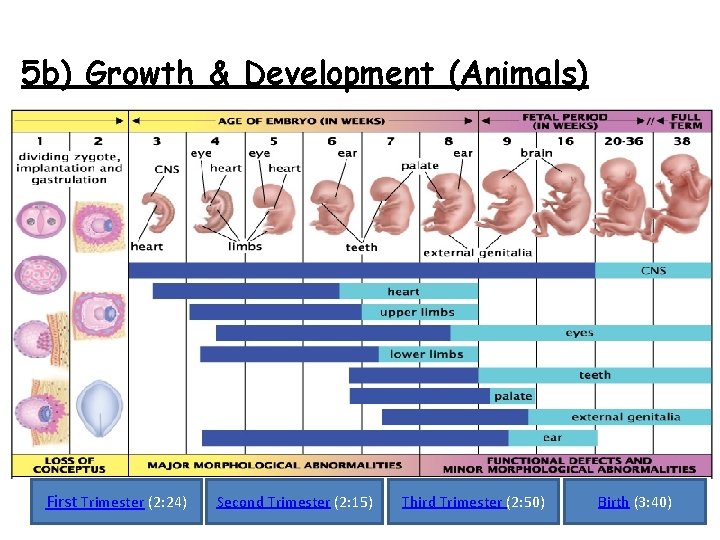 5 b) Growth & Development (Animals) Teratogens and impact on Development First Trimester (2: