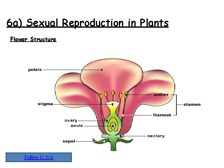 6 a) Sexual Reproduction in Plants Flower Structure Pollen (0: 50) 