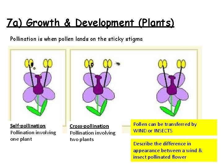 7 a) Growth & Development (Plants) Pollination is when pollen lands on the sticky