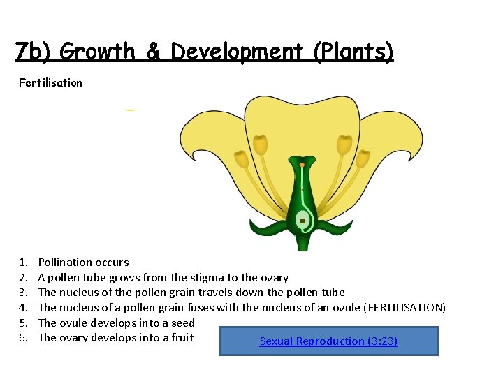7 b) Growth & Development (Plants) Fertilisation 1. 2. 3. 4. 5. 6. Pollination