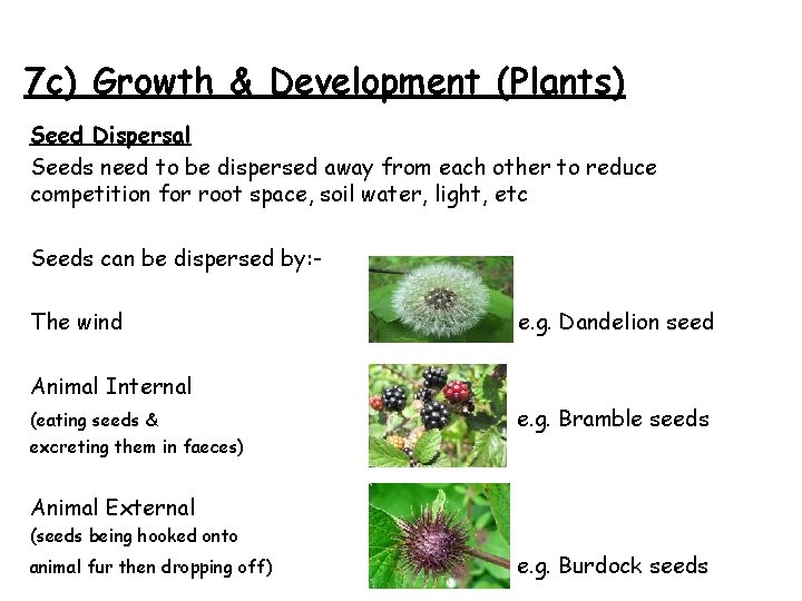 7 c) Growth & Development (Plants) Seed Dispersal Seeds need to be dispersed away