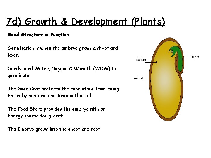 7 d) Growth & Development (Plants) Seed Structure & Function Germination is when the