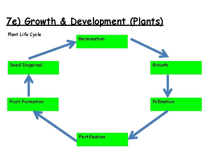 7 e) Growth & Development (Plants) Plant Life Cycle Germination Seed Dispersal Growth Fruit
