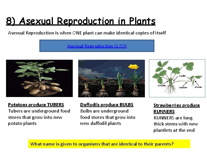 8) Asexual Reproduction in Plants Asexual Reproduction is when ONE plant can make identical