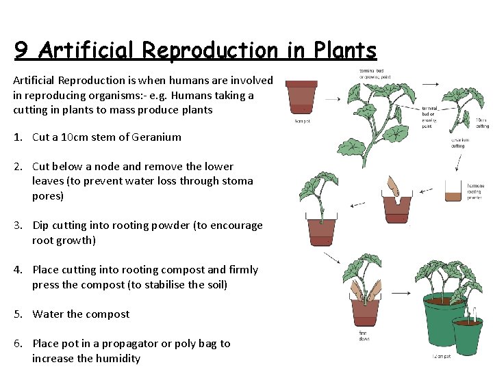 9 Artificial Reproduction in Plants Artificial Reproduction is when humans are involved in reproducing