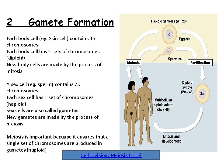 2 Gamete Formation Each body cell (eg. Skin cell) contains 46 chromosomes Each body