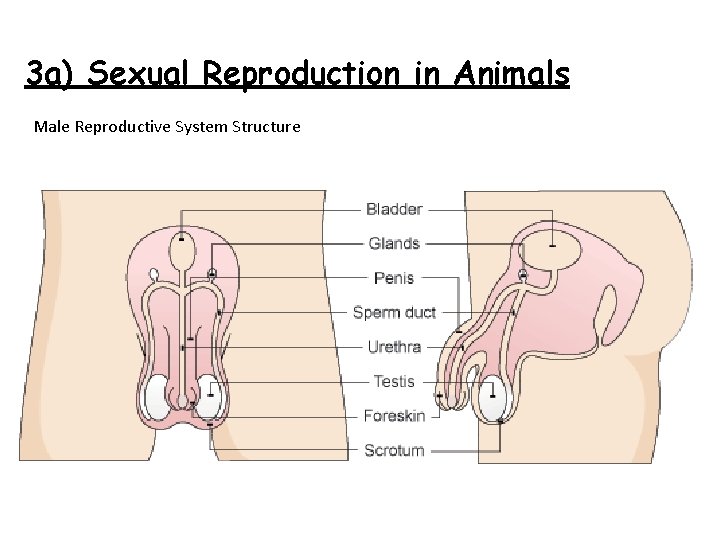 3 a) Sexual Reproduction in Animals Male Reproductive System Structure 