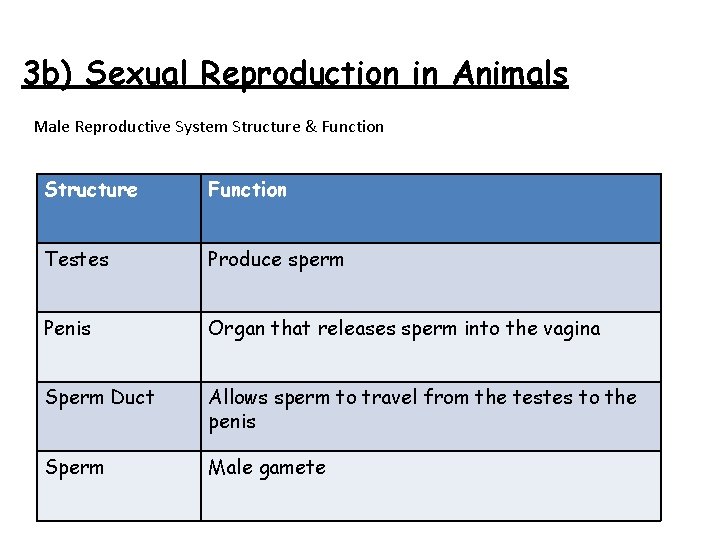 3 b) Sexual Reproduction in Animals Male Reproductive System Structure & Function Structure Function