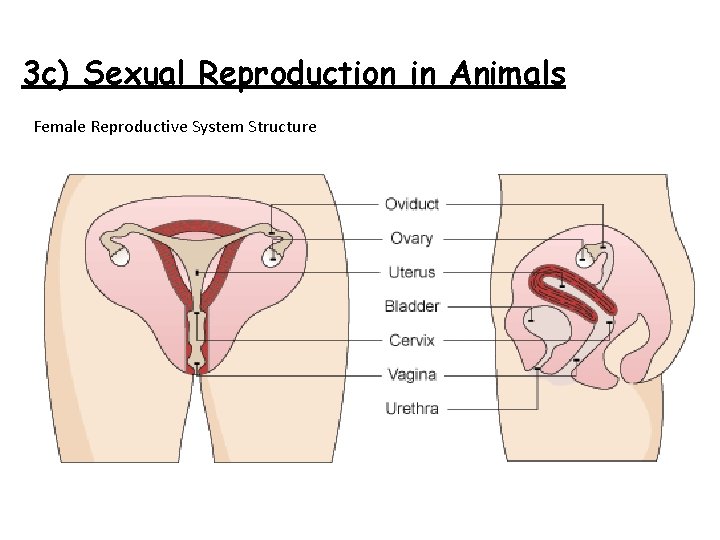3 c) Sexual Reproduction in Animals Female Reproductive System Structure 