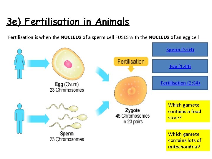 3 e) Fertilisation in Animals Fertilisation is when the NUCLEUS of a sperm cell
