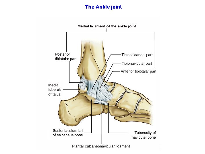 The Ankle joint 