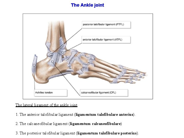 The Ankle joint The lateral ligament of the ankle joint. 1. The anterior talofibular