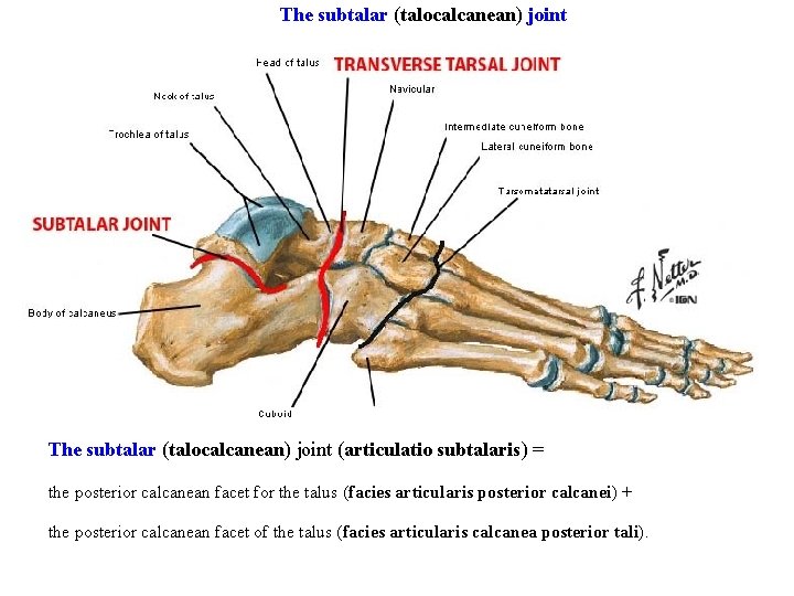 The subtalar (talocalcanean) joint (articulatio subtalaris) = the posterior calcanean facet for the talus