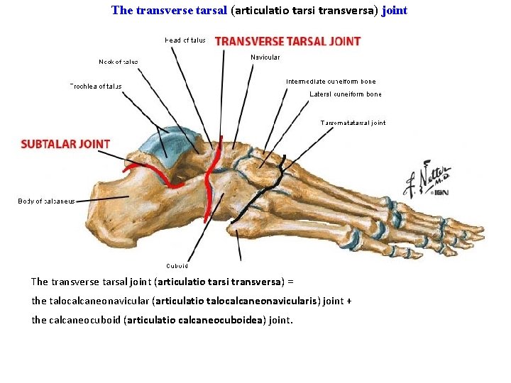 The transverse tarsal (articulatio tarsi transversa) joint The transverse tarsal joint (articulatio tarsi transversa)