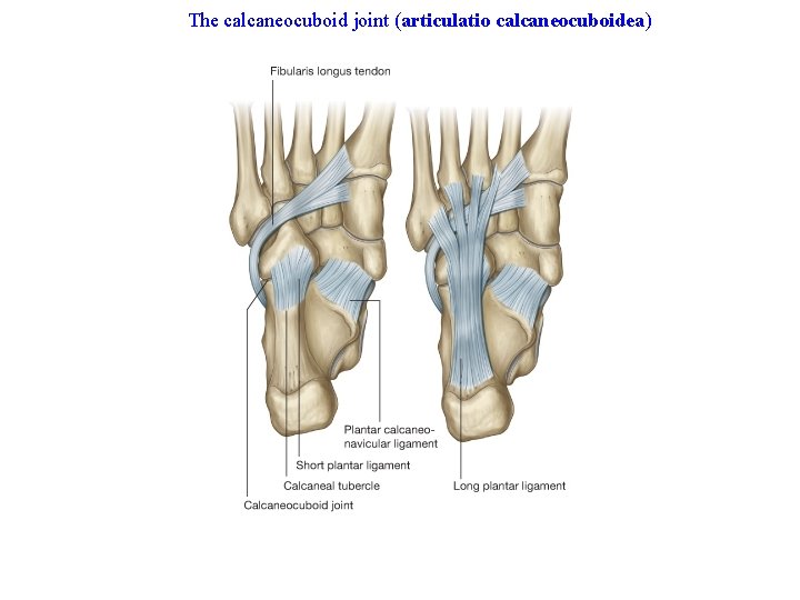 The calcaneocuboid joint (articulatio calcaneocuboidea) 