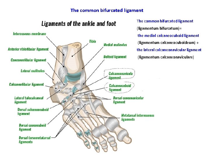 The common bifurcated ligament (ligamentum bifurcatum)= the medial calcaneocuboid ligament (ligamentum calcaneocuboideum) + the