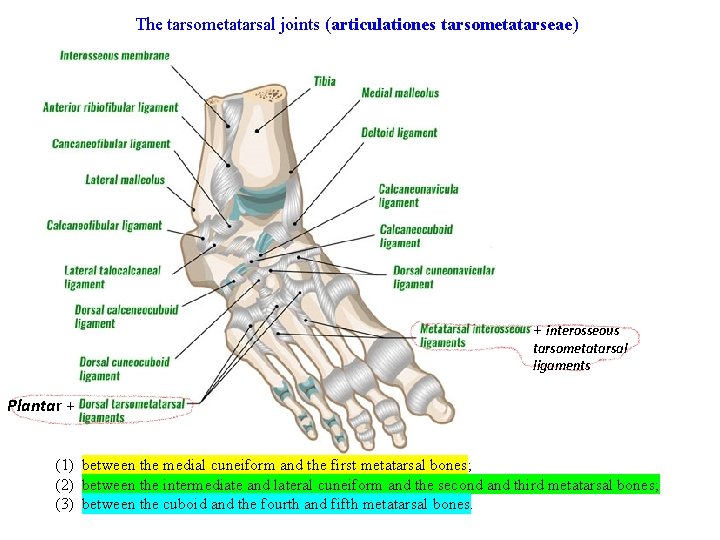 The tarsometatarsal joints (articulationes tarsometatarseae) + interosseous tarsometatarsal ligaments Plantar + (1) between the