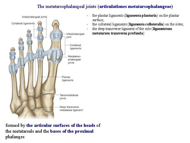 The metatarsophalangeal joints (articulationes metatarsophalangeae) - the plantar ligaments (ligamenta plantaria) on the plantar
