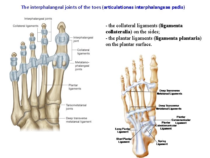 The interphalangeal joints of the toes (articulationes interphalangeae pedis) - the collateral ligaments (ligamenta