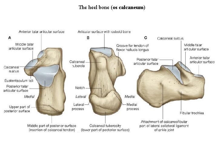 The heel bone (os calcaneum) 