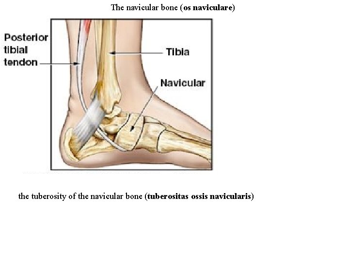The navicular bone (os naviculare) the tuberosity of the navicular bone (tuberositas ossis navicularis)