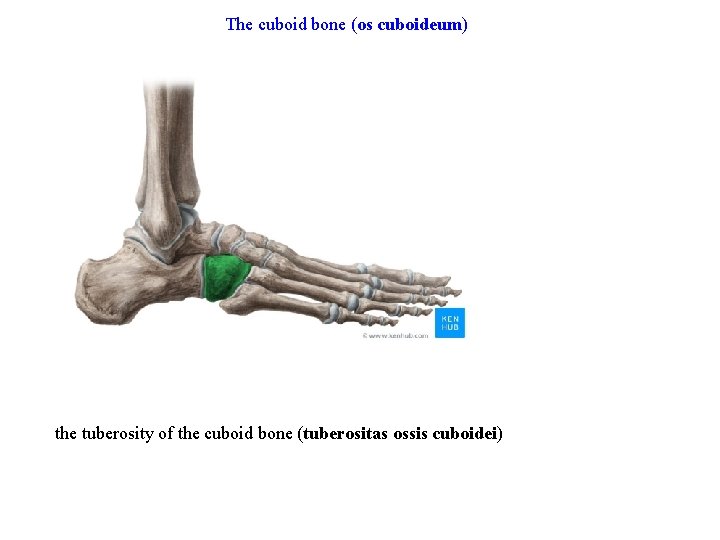 The cuboid bone (os cuboideum) the tuberosity of the cuboid bone (tuberositas ossis cuboidei)