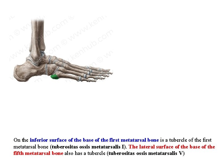 On the inferior surface of the base of the first metatarsal bone is a