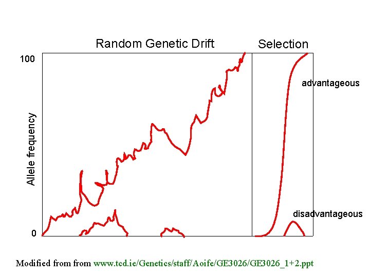 Random Genetic Drift Selection 100 Allele frequency advantageous disadvantageous 0 Modified from www. tcd.